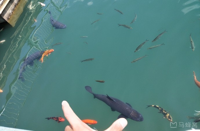万绿湖 马蜂窝旅游网 @Leadership 军 万绿湖 马蜂窝旅游网 @Leadership 军