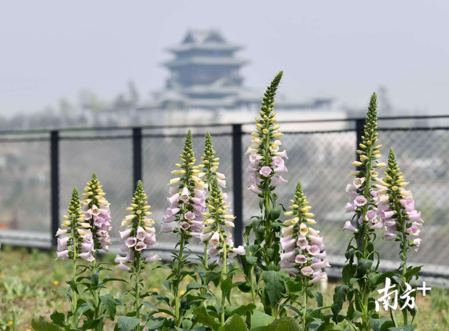 植物馆的屋顶花园是世园会所有建筑唯一可以到达屋顶的场馆，通过屋顶花园，可以看到远处的永宁阁。