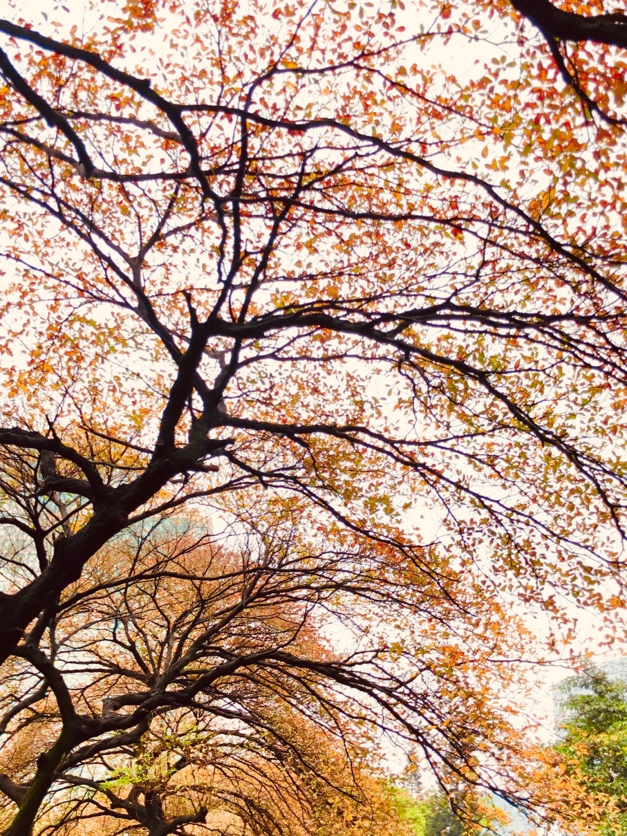 早些时候的“秋”景。4月20日拍摄。