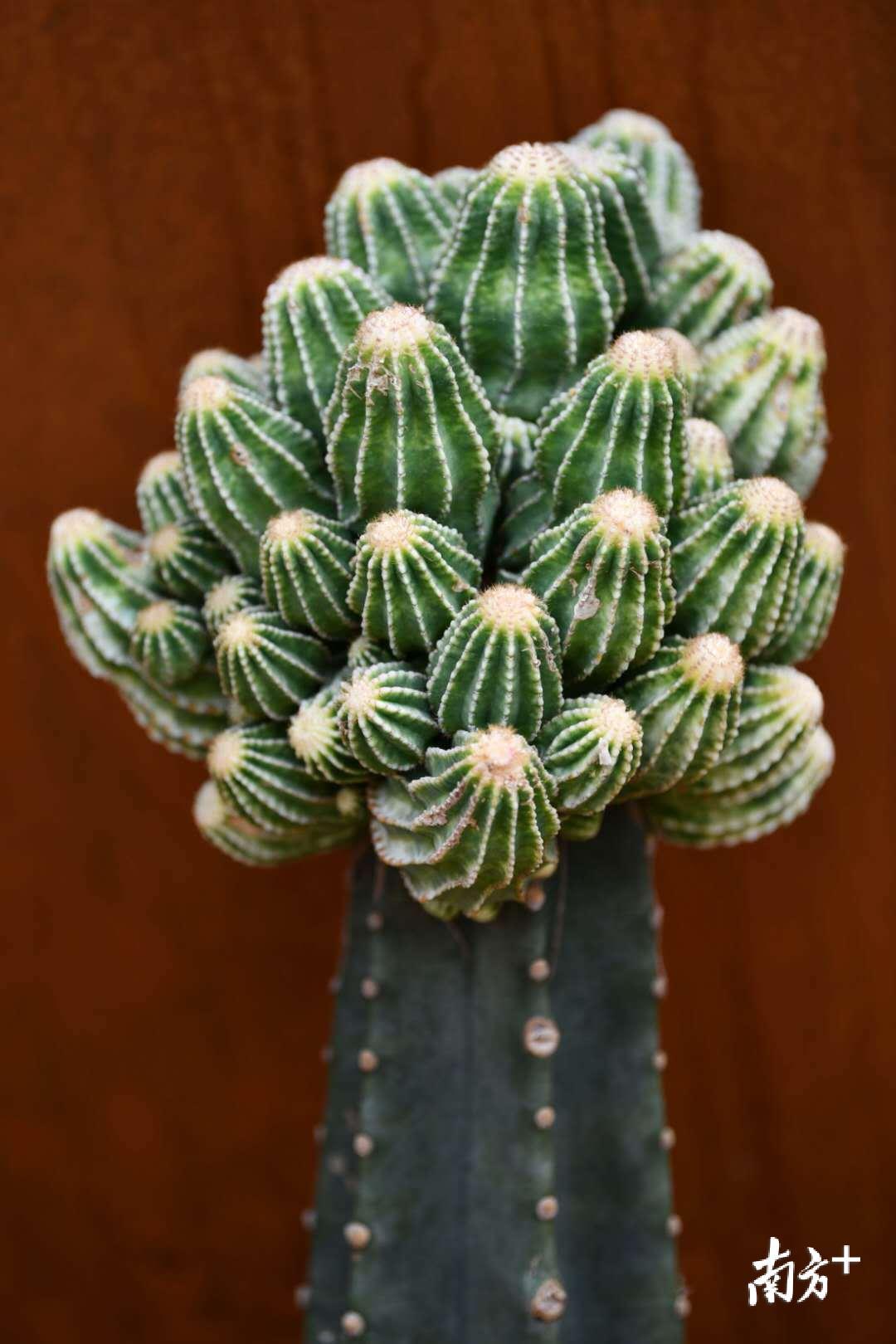 植物馆里的多肉植物。