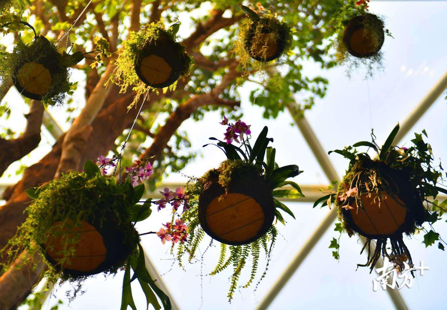 植物馆里展示的广东各种花卉。