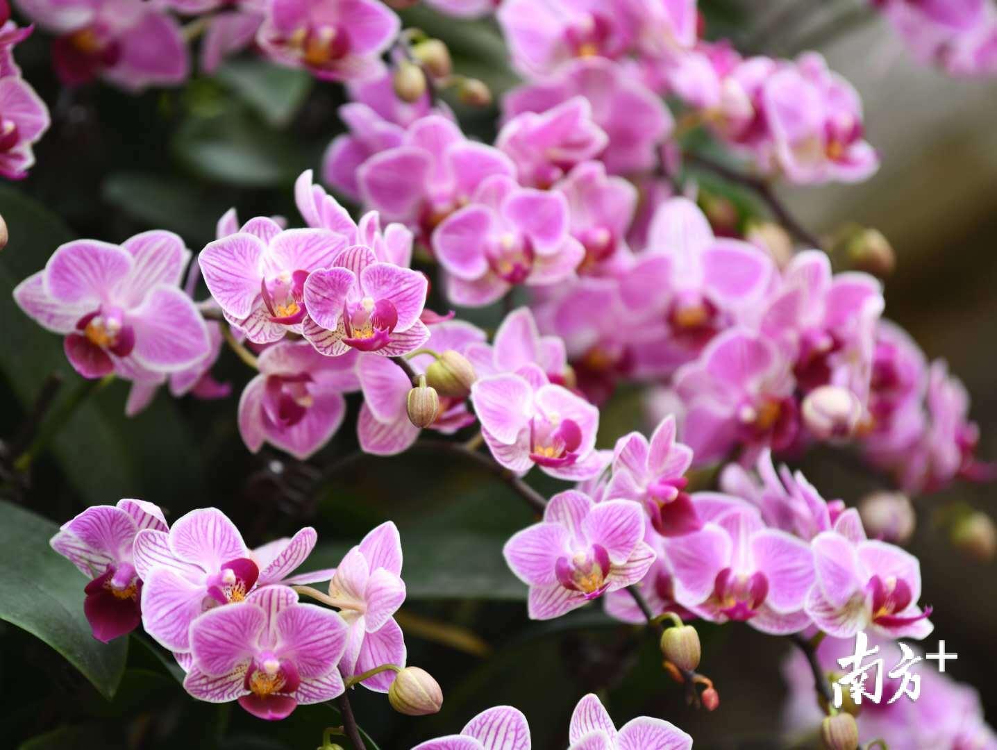 植物馆里展示的蝴蝶兰。