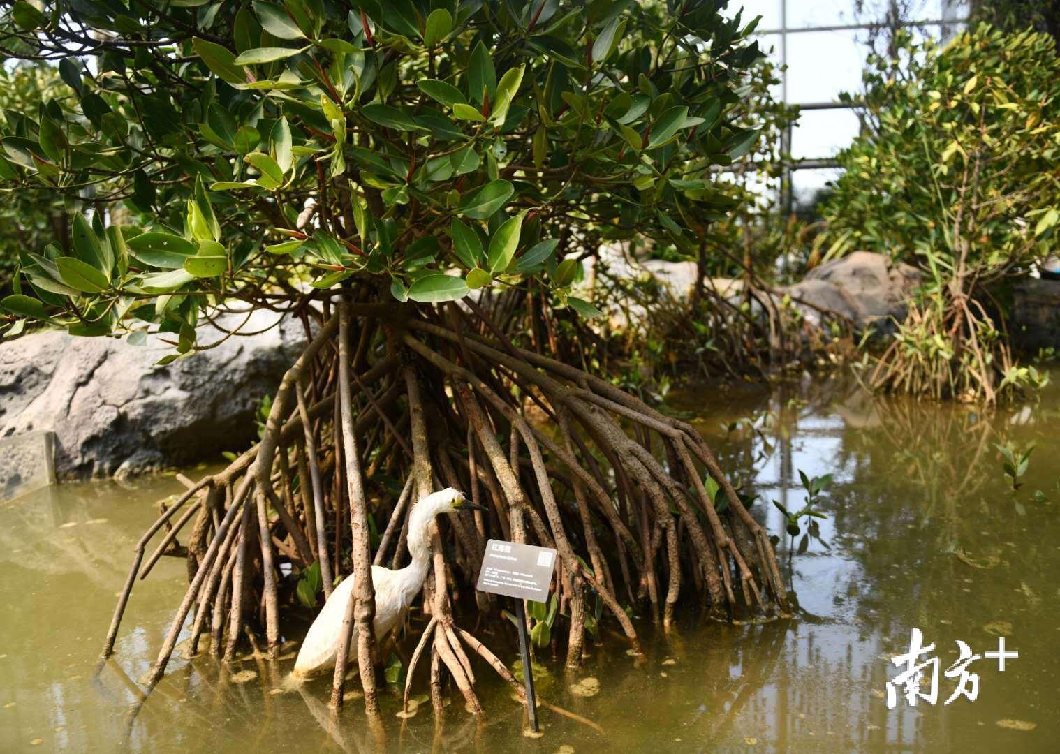 植物馆内，从深圳移植过来的红树林青翠欲滴，挺立海水中。