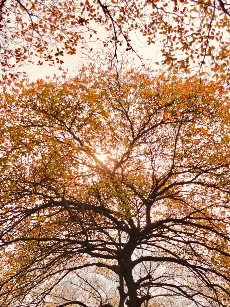 早些时候的“秋”景。4月20日拍摄。