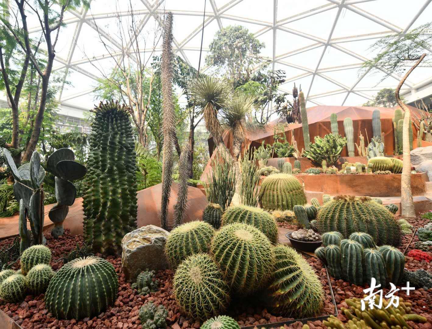 植物馆里的热带植物温室汇集了上万株珍贵植物。