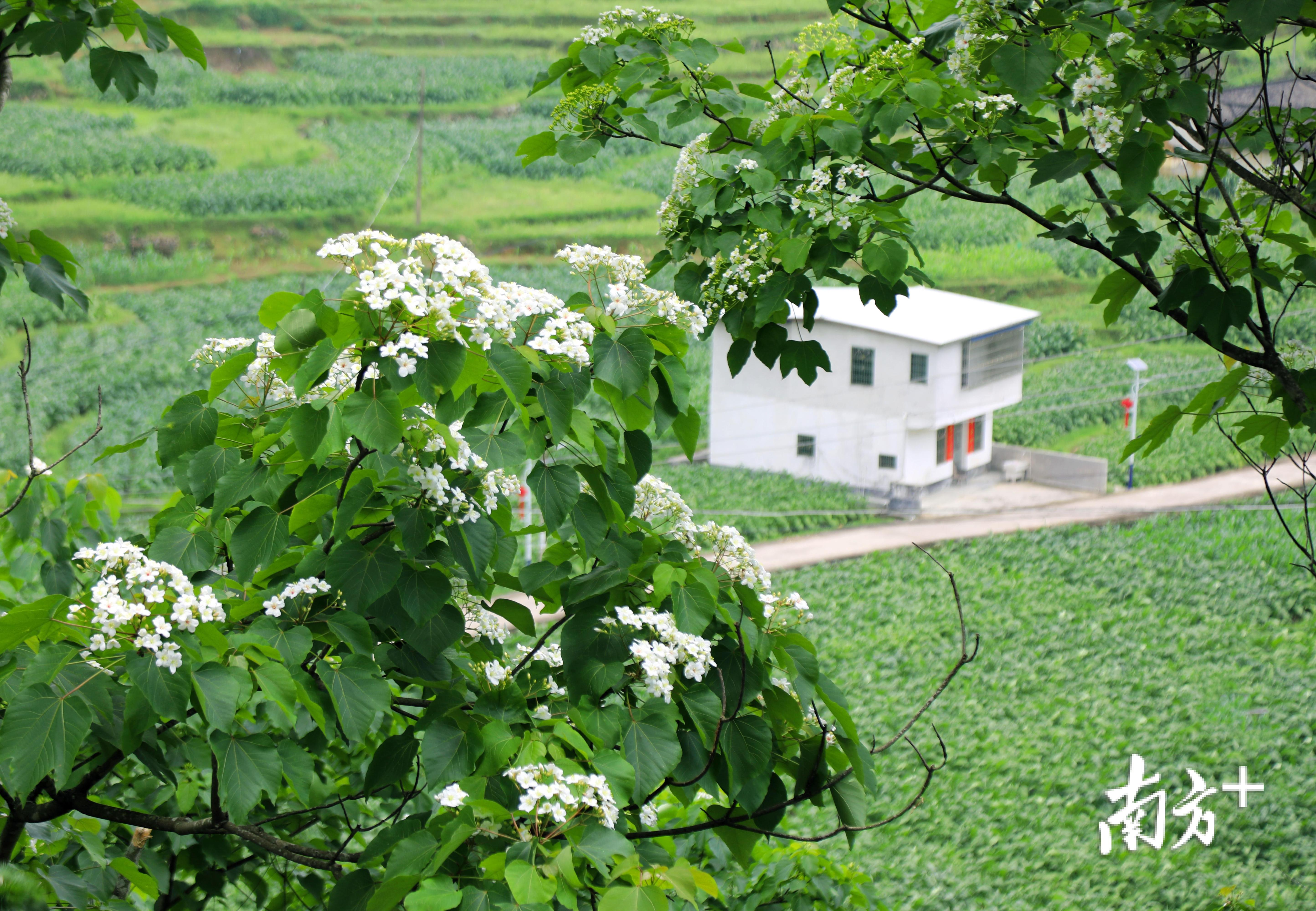 油桐花掩映下的白色村居。廖静宜摄