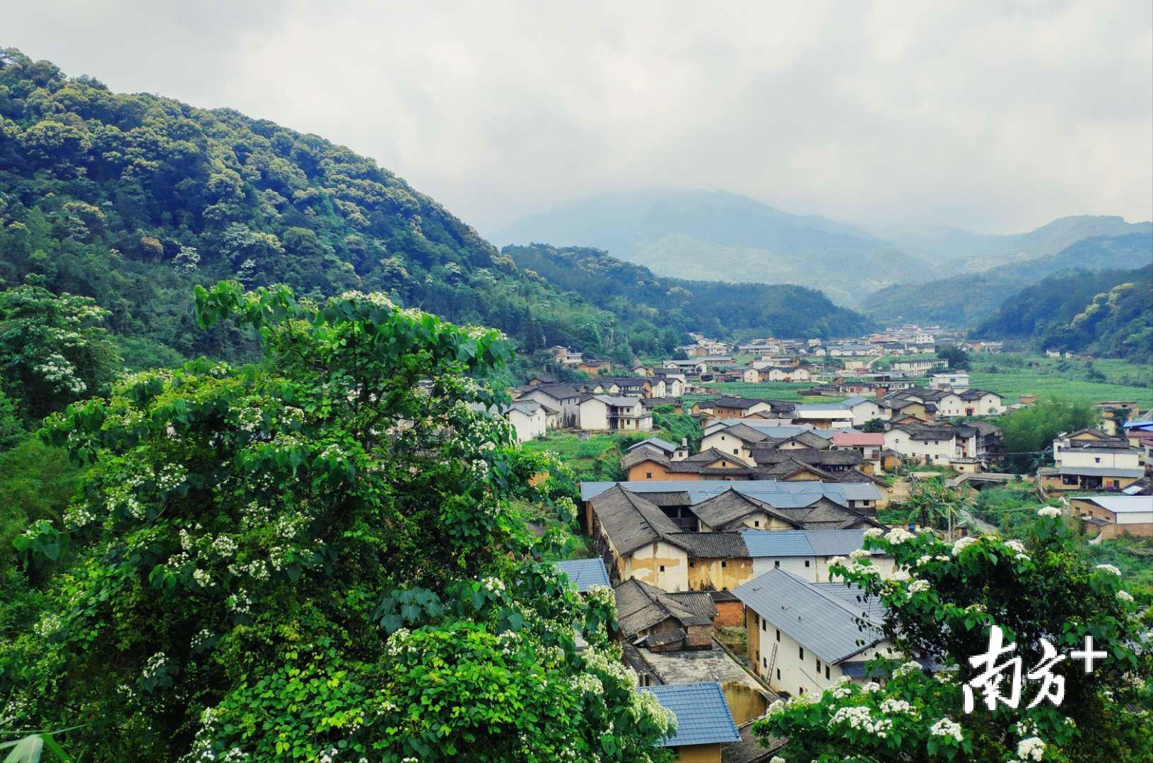 油桐花下皇佑村。祝银清摄