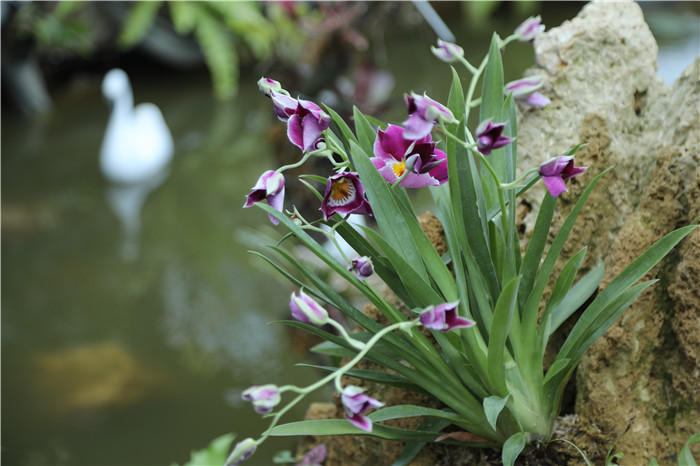 視頻東莞植物園蘭花園五一開放南方探營看點