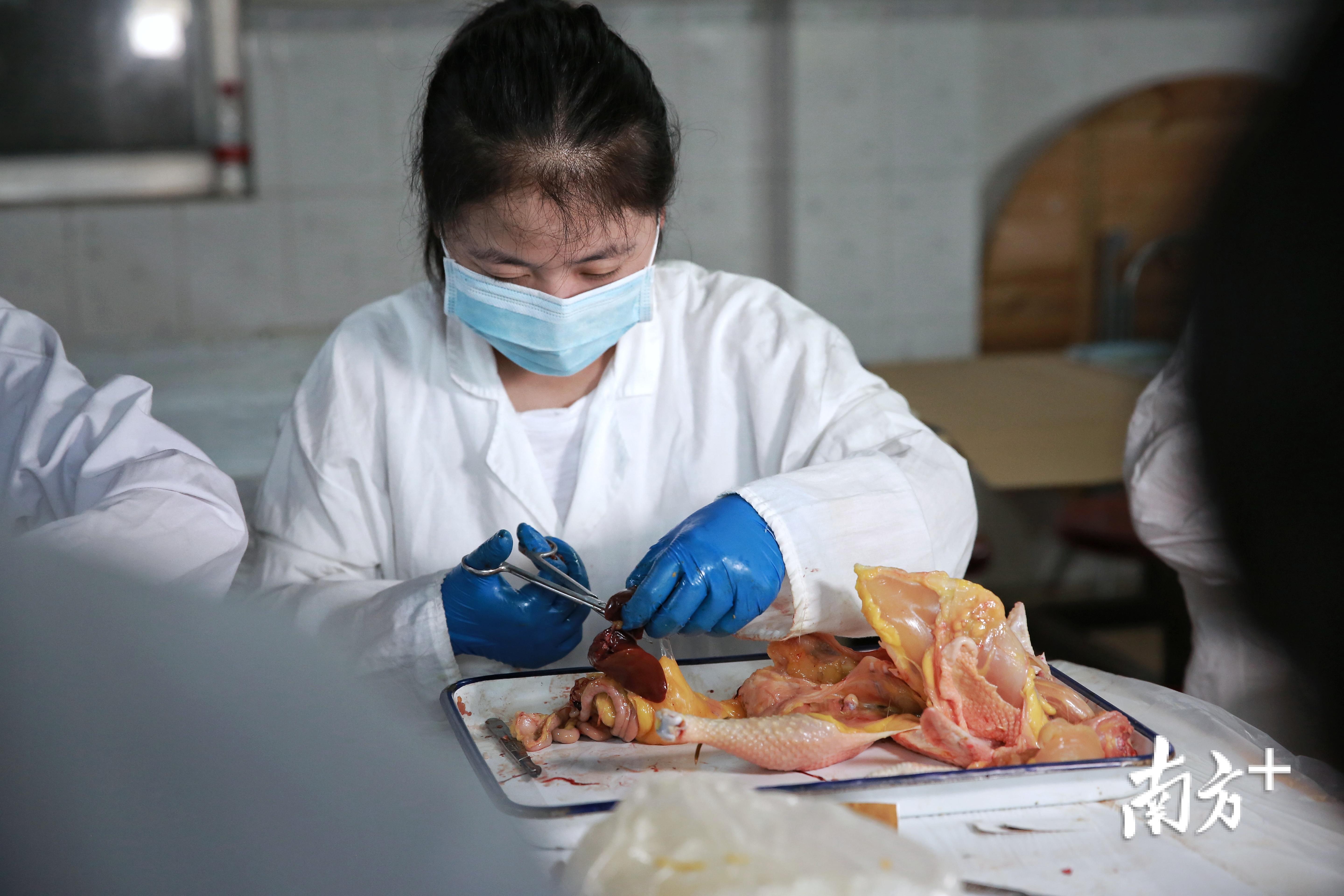 养鸡场里来了一群硕士生杀鸡比大厨还溜场主乐开了花为啥