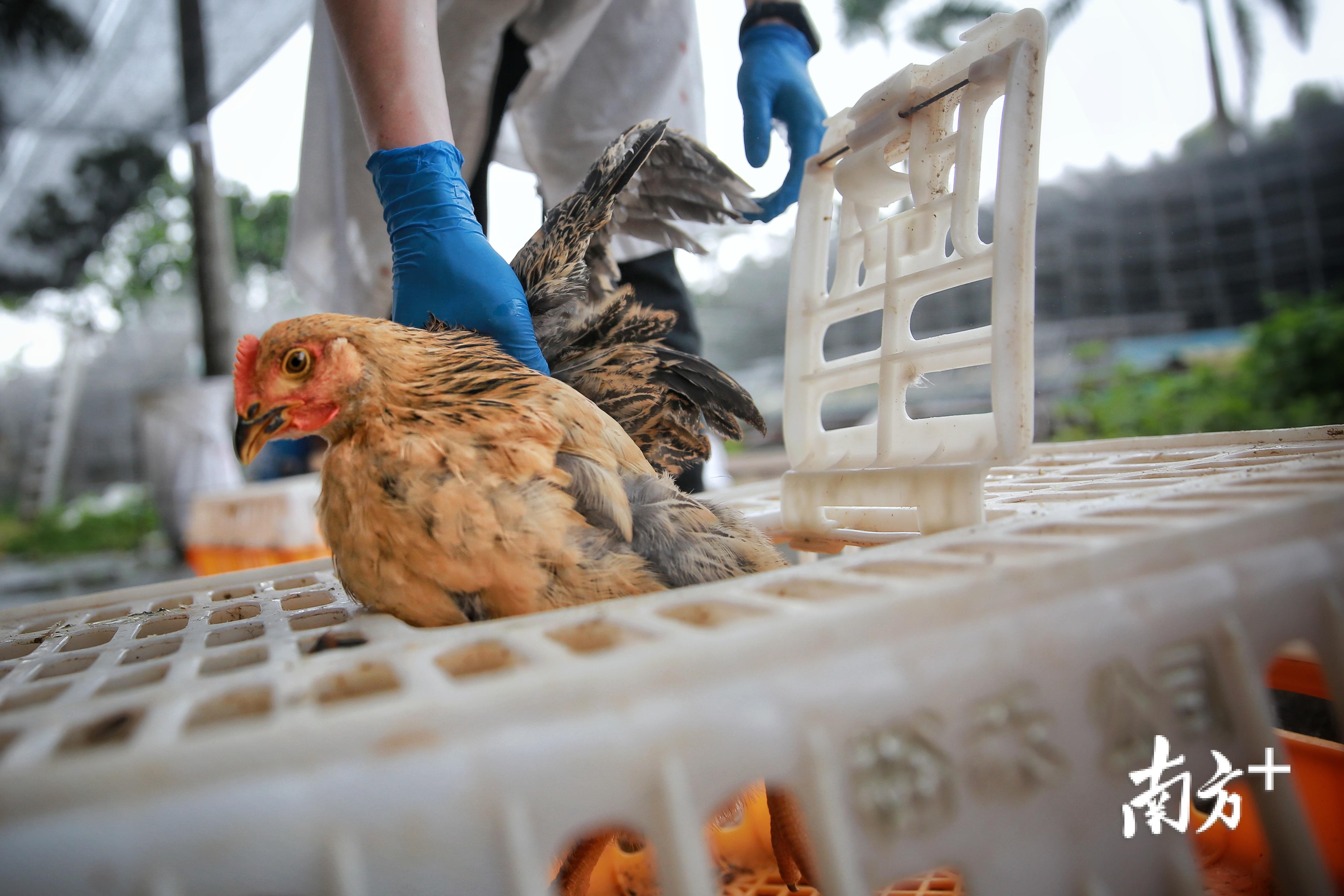 养鸡场里来了一群硕士生杀鸡比大厨还溜场主乐开了花为啥
