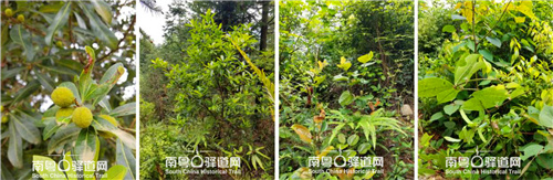 图为粤赣古道上的植物资源:杨梅、岭南山竹子、土茯苓、两面针。 图为粤赣古道上的植物资源:杨梅、岭南山竹子、土茯苓、两面针。