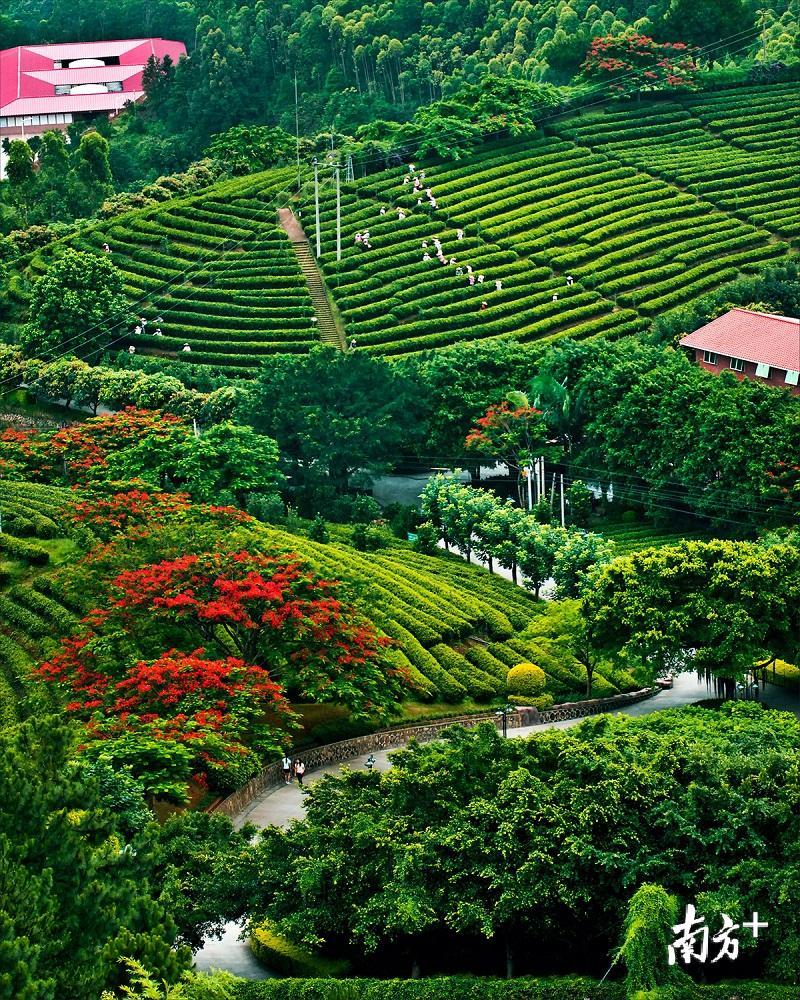满眼绿色的雁南飞茶田度假村让人心旷神怡。何森垚摄 满眼绿色的雁南飞茶田度假村让人心旷神怡。何森垚摄