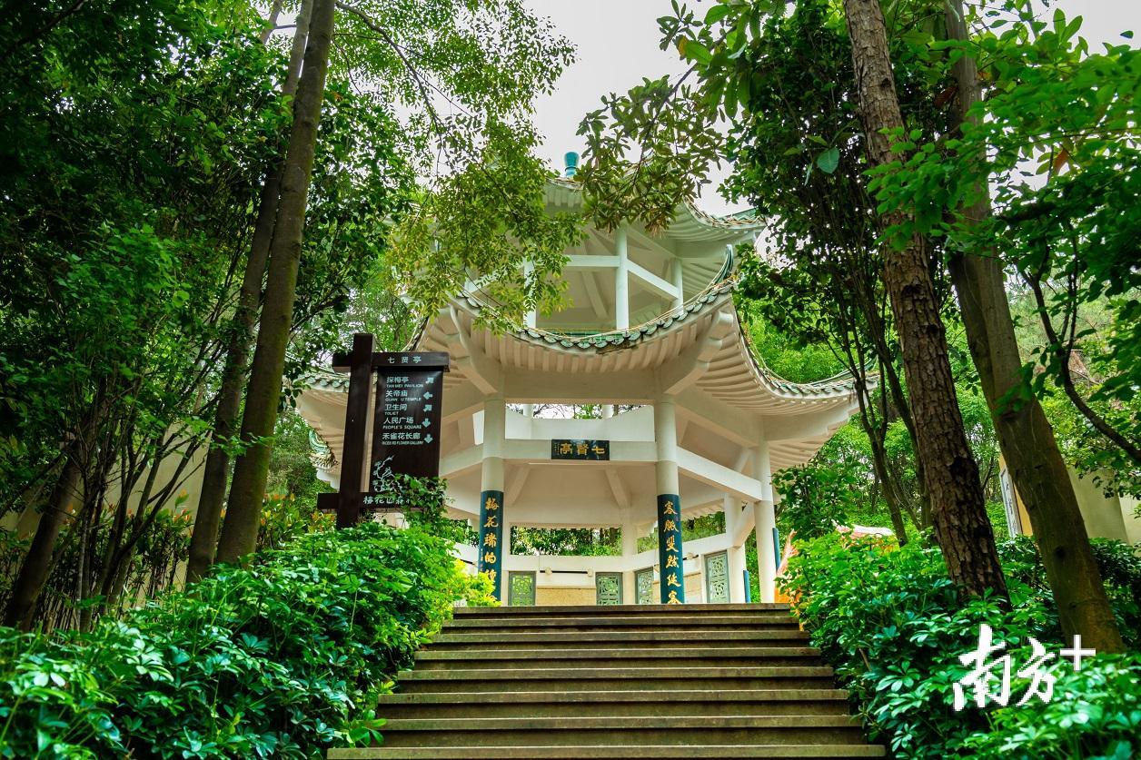 被大树环抱的七贤亭。颜廷昊摄 被大树环抱的七贤亭。颜廷昊摄