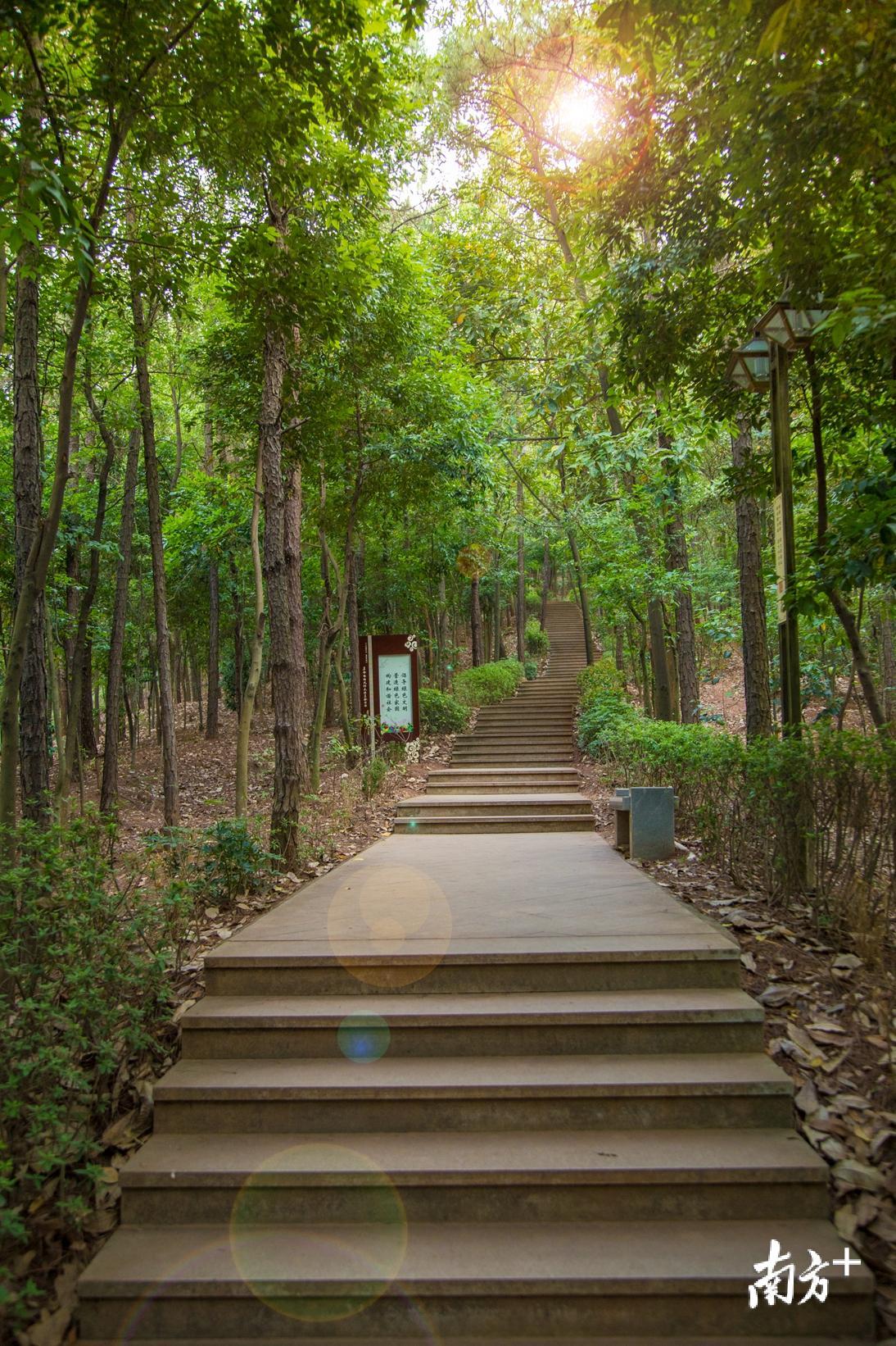 阳光下的梅花山森园公园。黄怡菲摄 阳光下的梅花山森园公园。黄怡菲摄