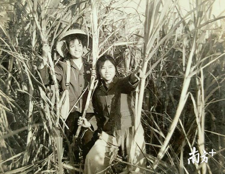 知青在甘蔗地劳动