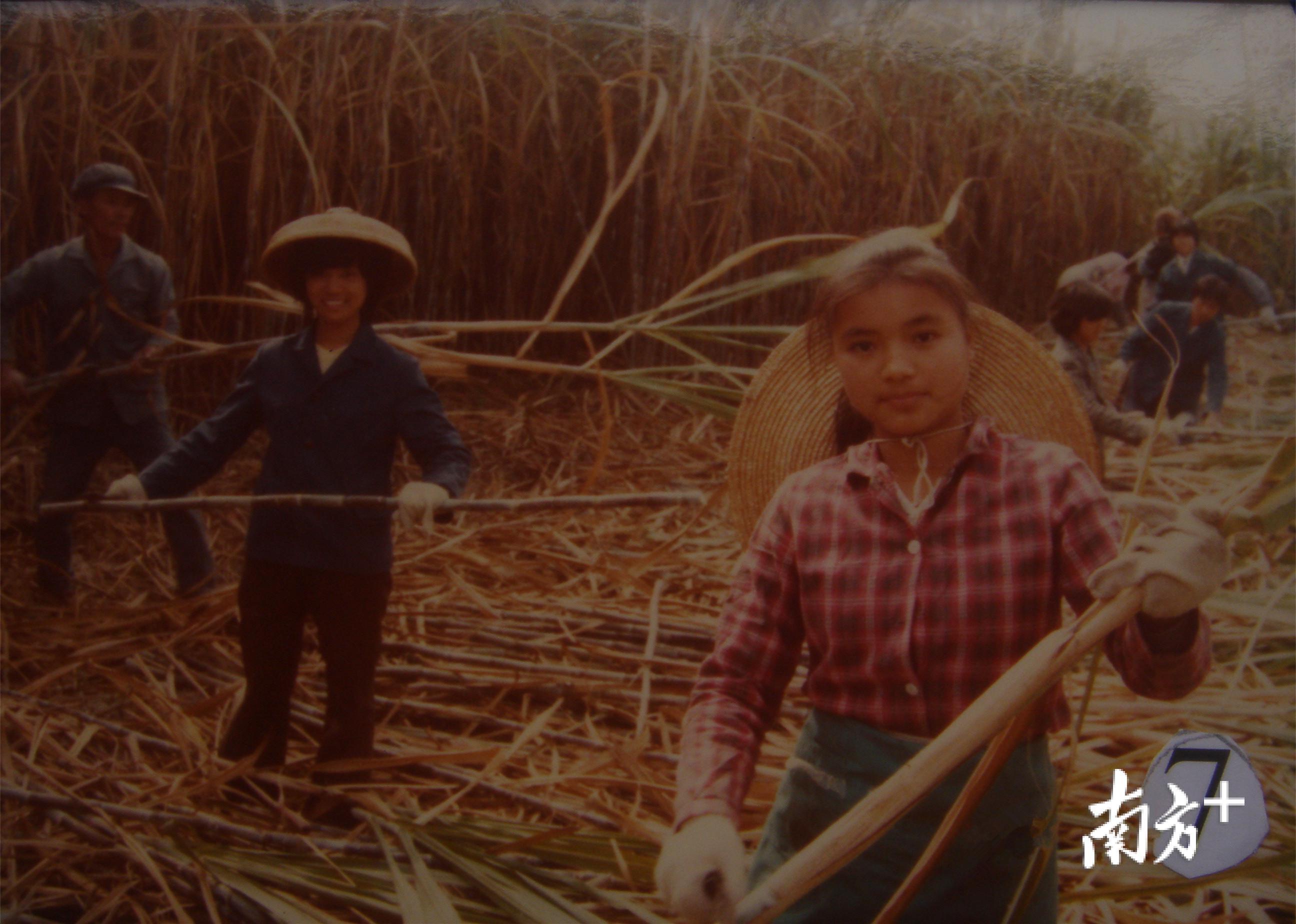 70年代大旺华侨农场甘蔗丰收