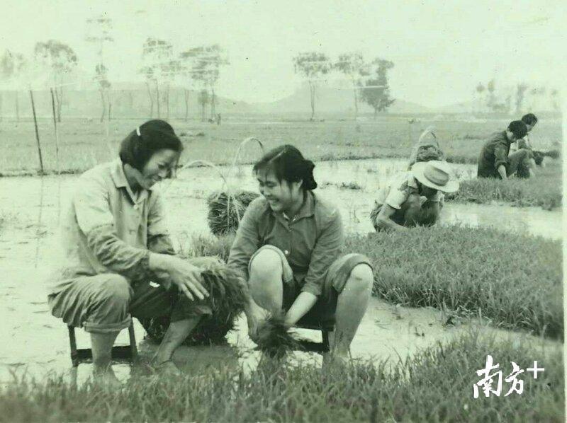 农场职工教知青插秧