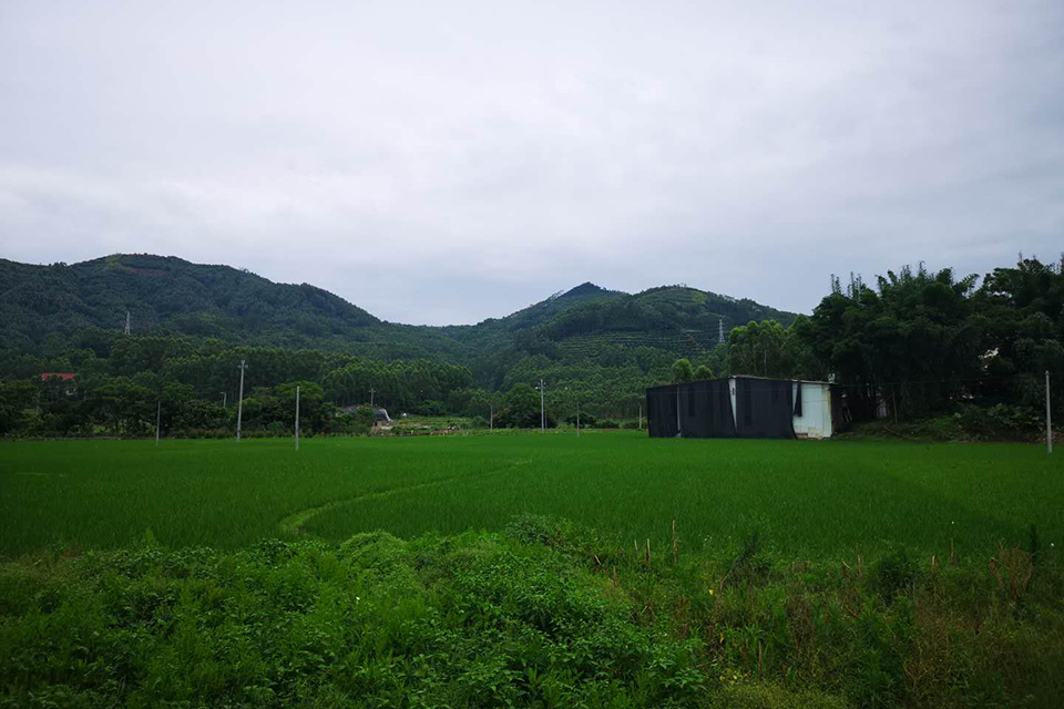 穿过吴家屋前的稻田，吴智的墓就在不远处的青山上，那是个双人穴，谢天琴的骨灰至今还未落葬。 （南方周末记者 汤禹成/图）