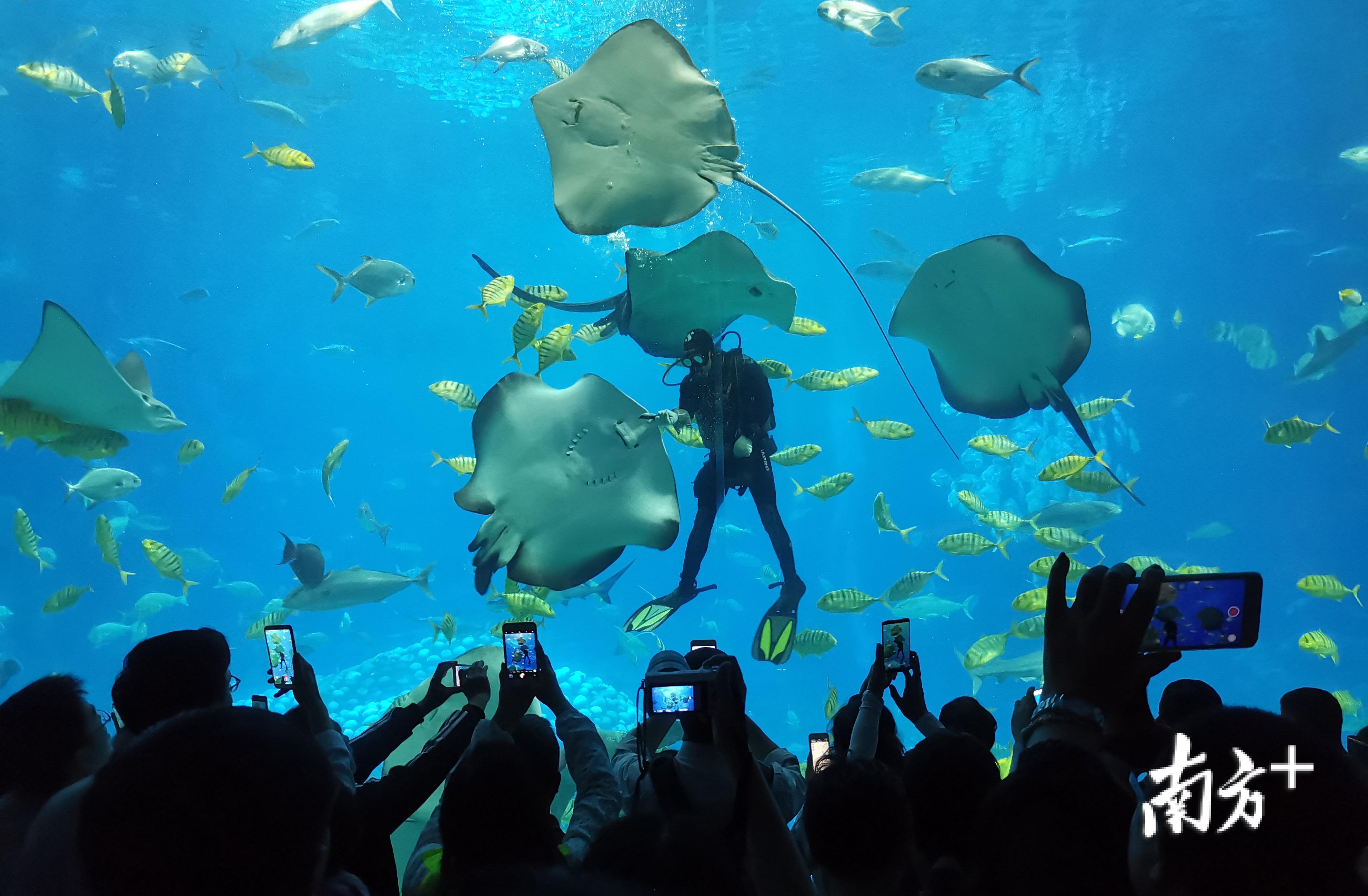 珠海长隆国际海洋度假区深受广大游客关注。关铭荣 摄