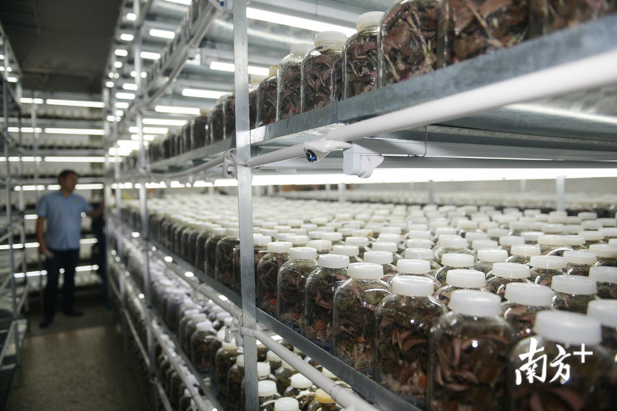 金线莲中氨基酸含量较高,素有“药王”“金草”等美誉,图为雁归来金线莲组培室。 金线莲中氨基酸含量较高,素有“药王”“金草”等美誉,图为雁归来金线莲组培室。