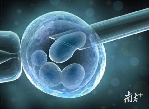 胚胎植入前遗传学筛查影像。