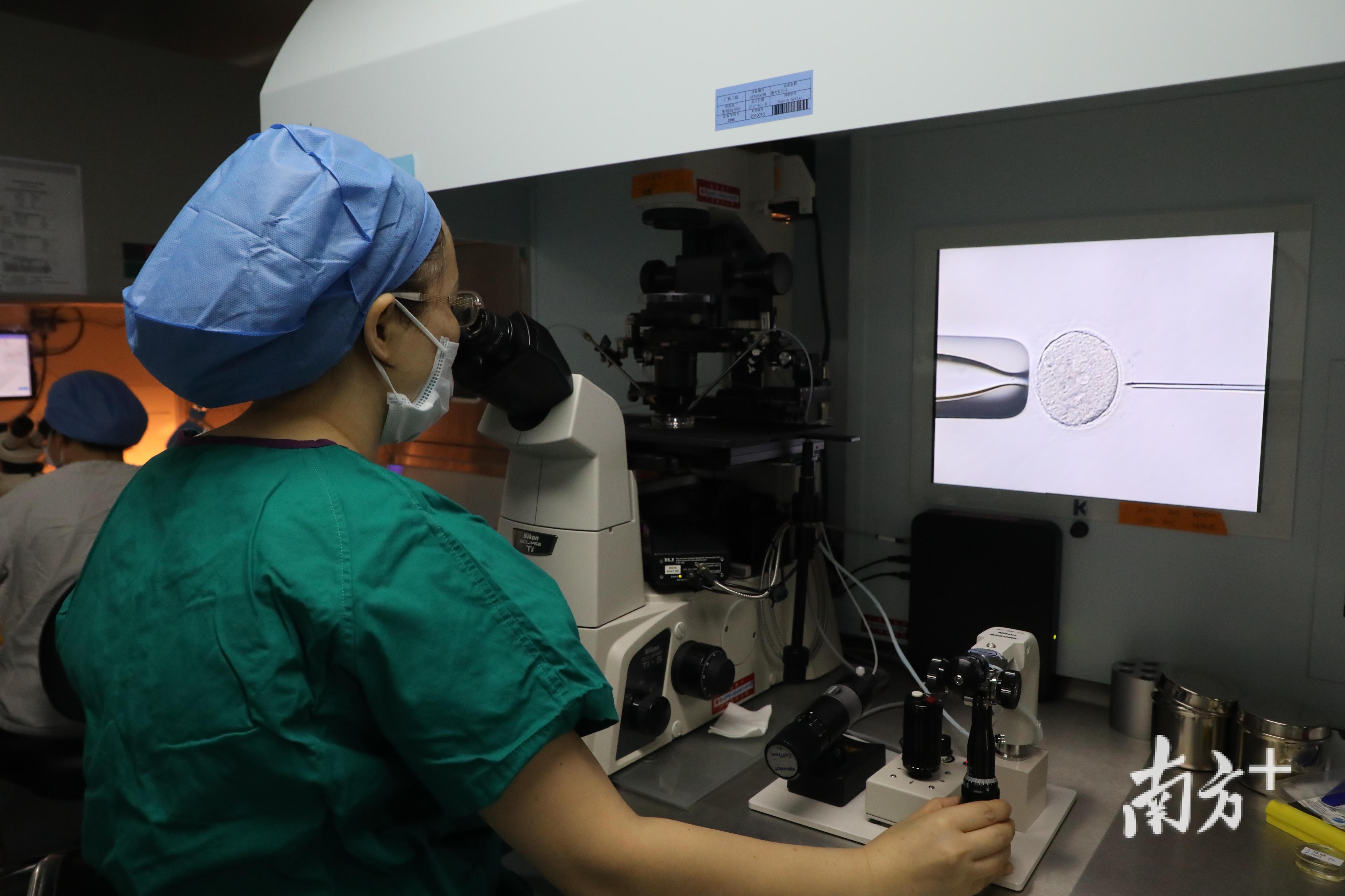 广医三院胚胎实验室人员正进行显微操作，将单个精子注射入一枚卵母细胞内，以完成受精。