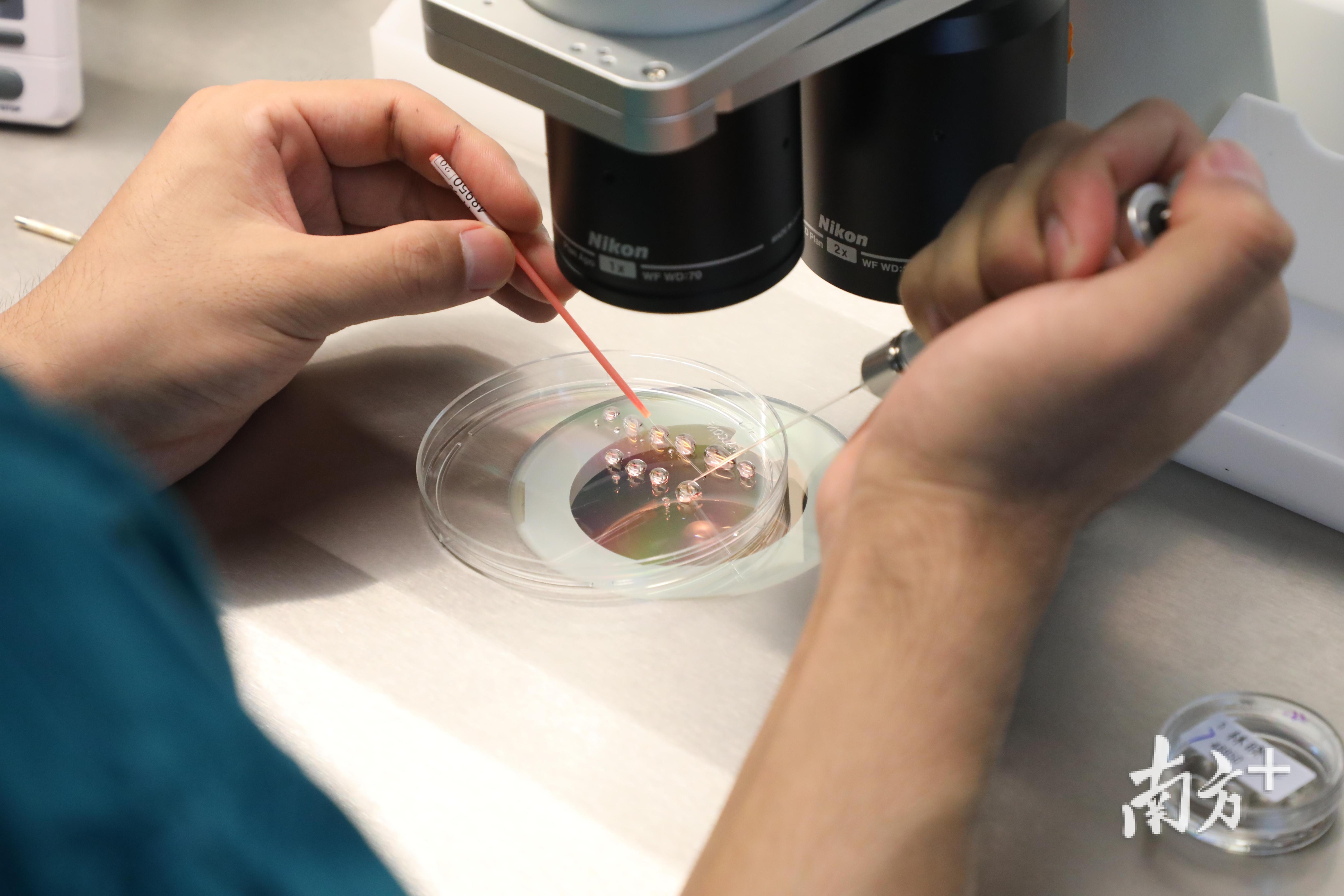 技术人员在显微镜下对将要进行冷冻的受精卵胚胎进行处理液浸泡的预处理。