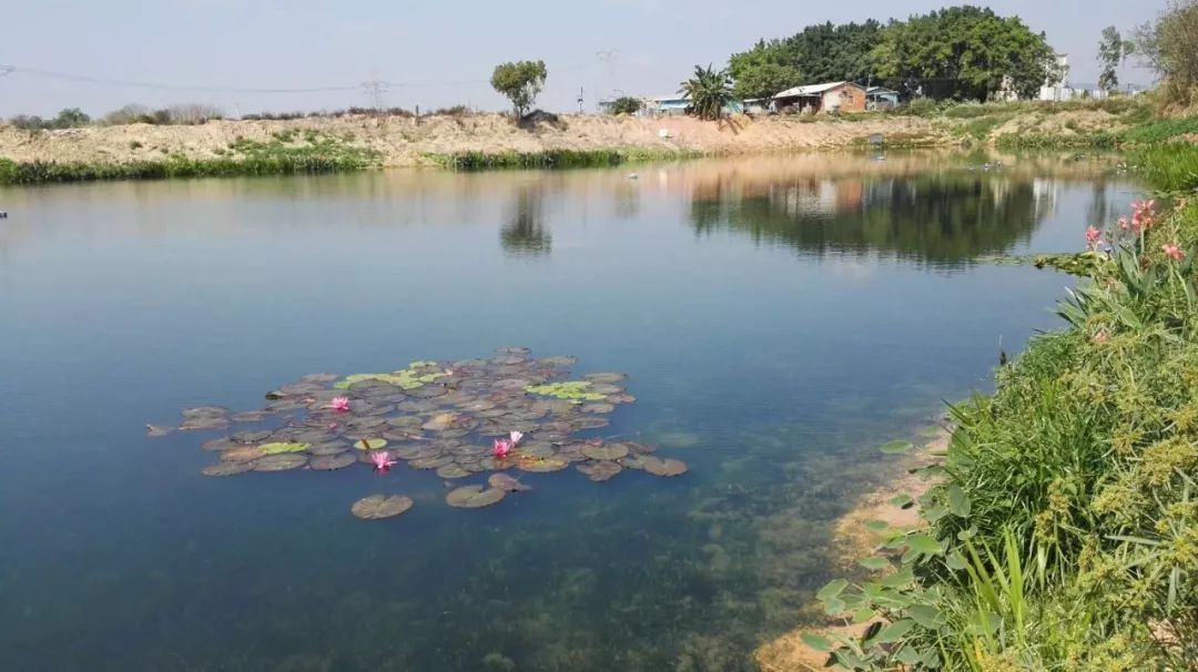 彭俊杰说,水体生态修复,惠州的环保界并不陌生,但对粪污塘残留污染物