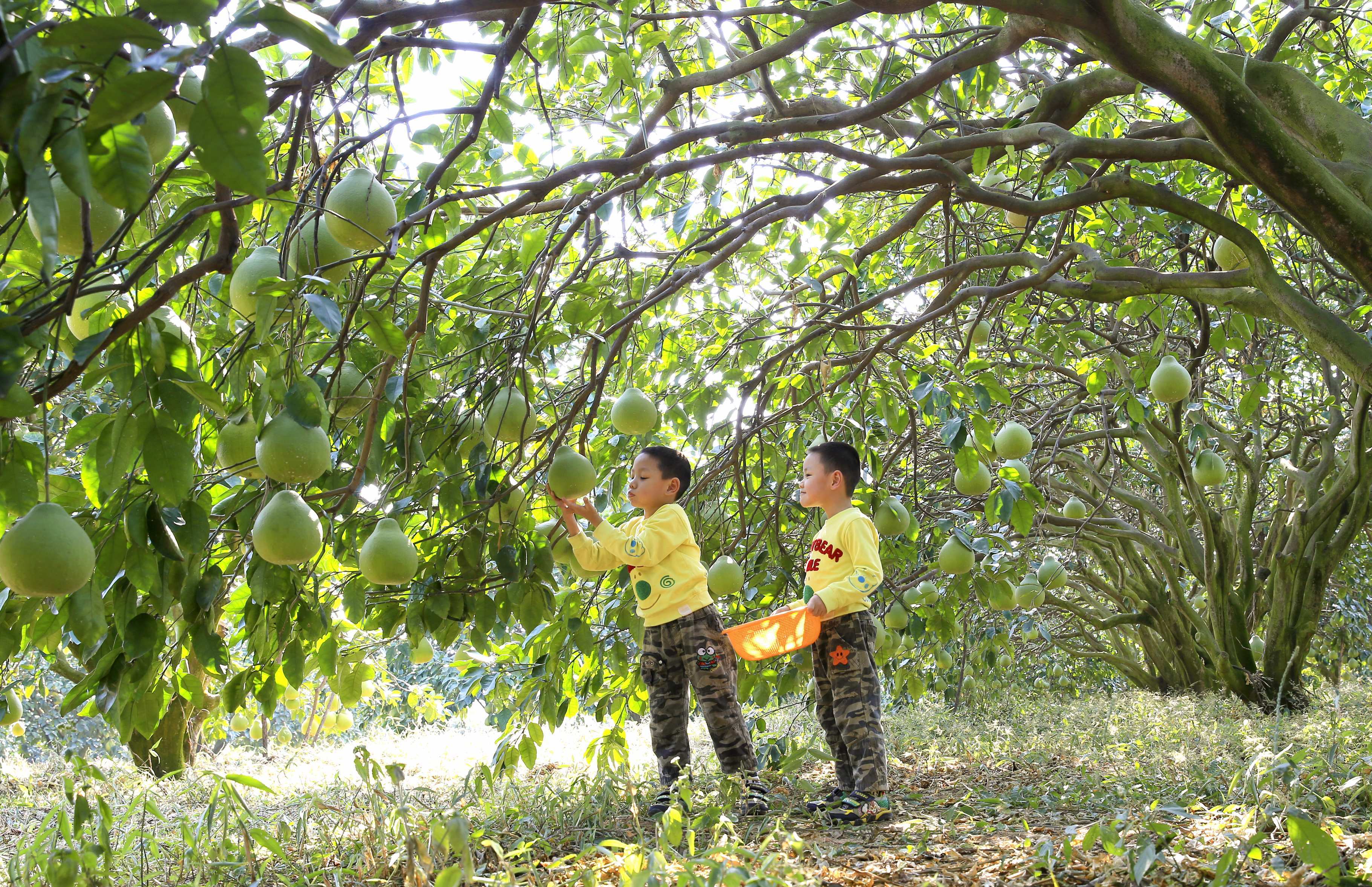 孩子在柚果园摘果.郭红伟 摄