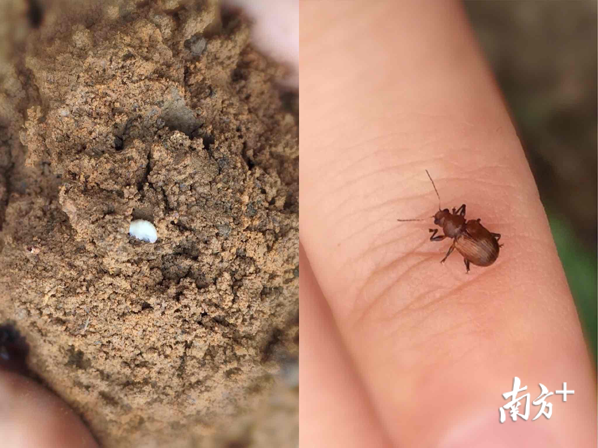 茶角胸叶甲蛹（左） 茶角胸叶甲成虫（右）通讯员供图