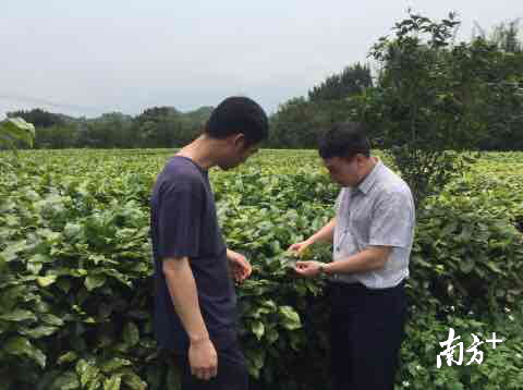 英德市农业农村局茶叶股（茶业办）负责人郭满华（右一）在茶园调查（通讯员供图）