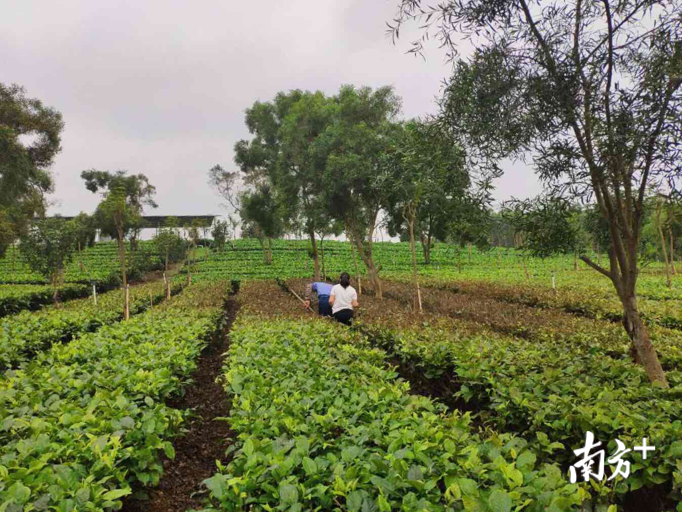 茶角胸叶甲虫害严重时茶园中发生叶片枯死迹象（通讯员供图）