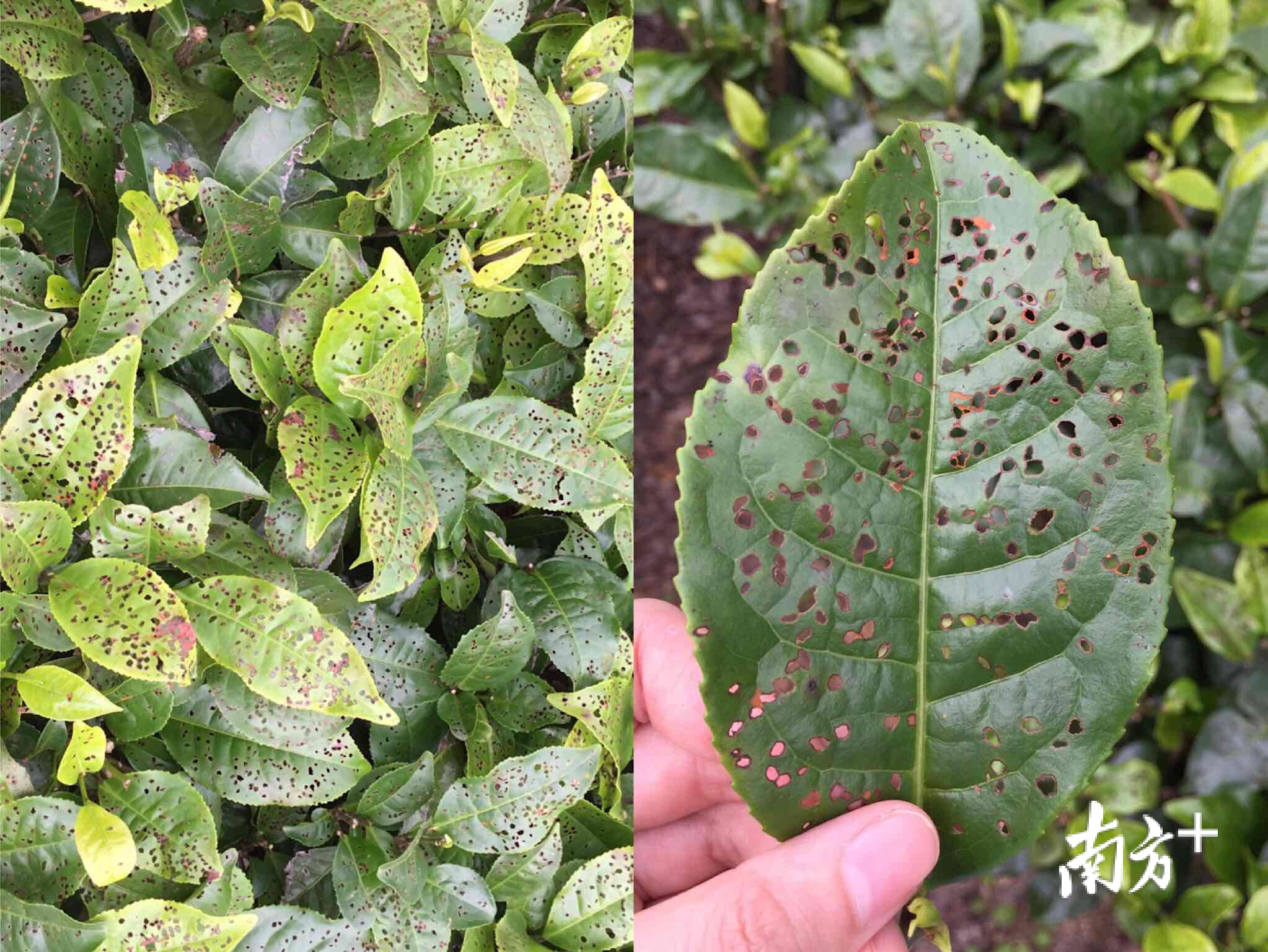茶角胸叶甲危害过的茶树叶片上可见明显孔洞 （通讯员供图）