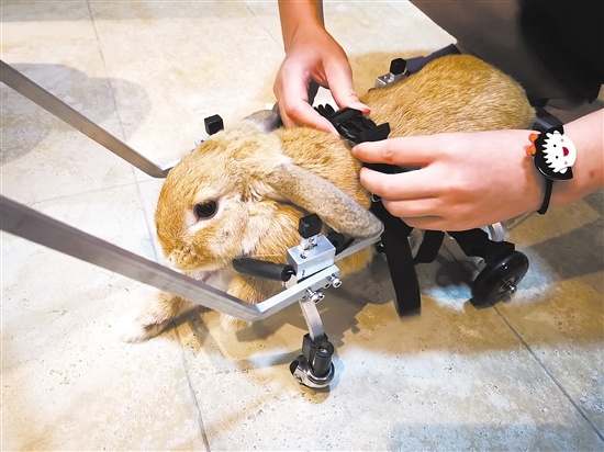 主人把“兔兔”固定在轮椅上。