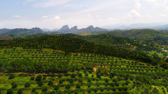 小小柑橘变身致富金果仁化县出资4000万元打造升级特色柑橘产业园