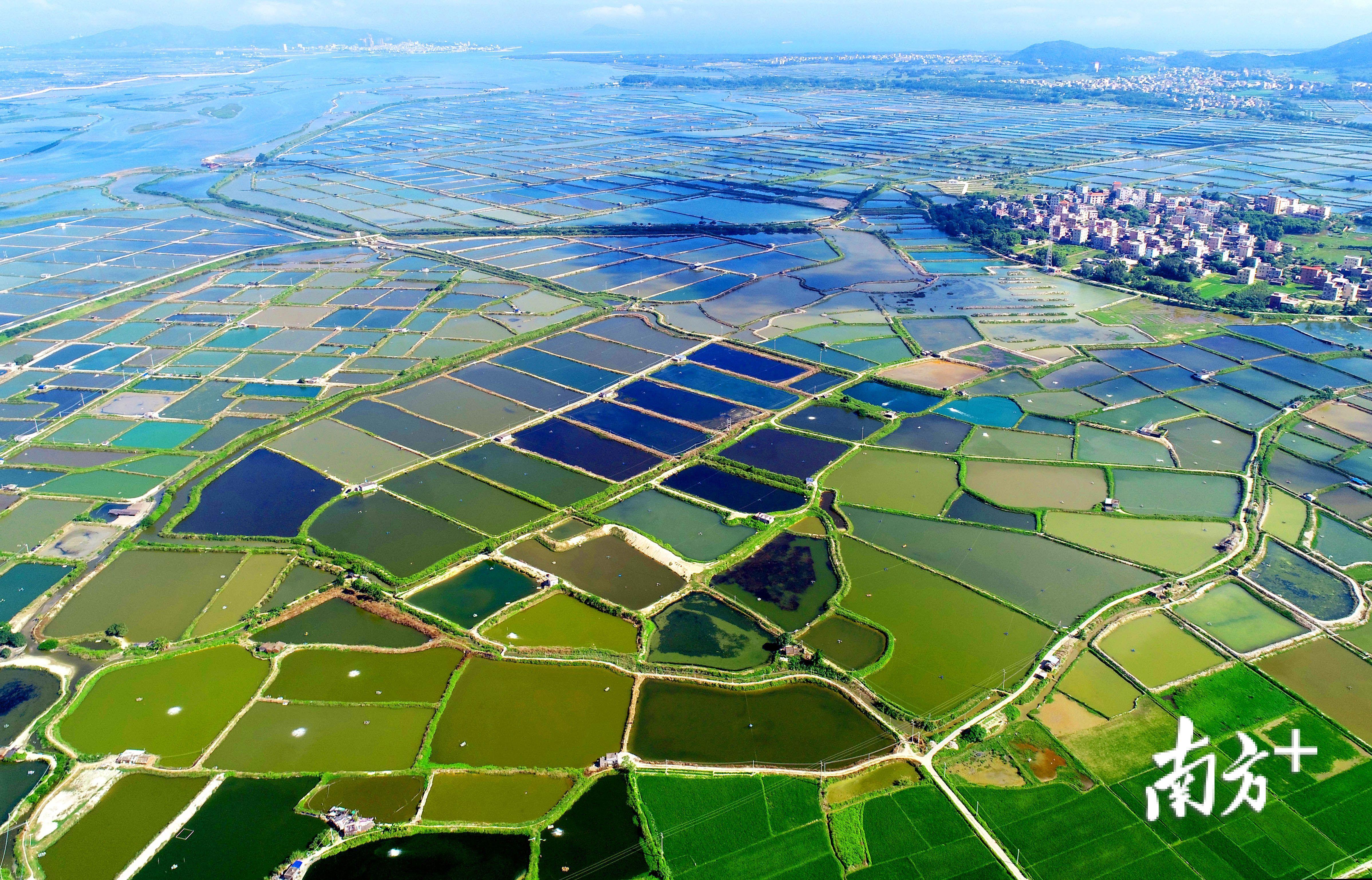 5月14日,阳江市阳西县儒洞镇边海村,各色的鱼塘虾塘交织一起,如同一块大自然调色板。谭文强 摄 5月14日,阳江市阳西县儒洞镇边海村,各色的鱼塘虾塘交织一起,如同一块大自然调色板。谭文强 摄