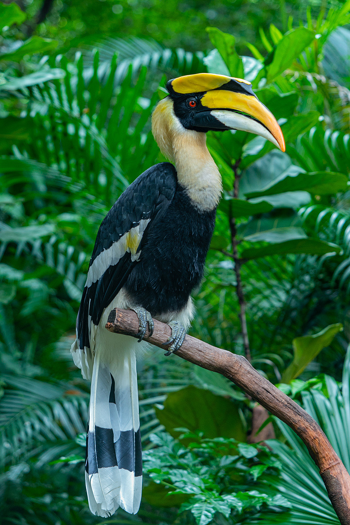 神奇动物在哪里南方号带你盘点广东最神奇的十种动物