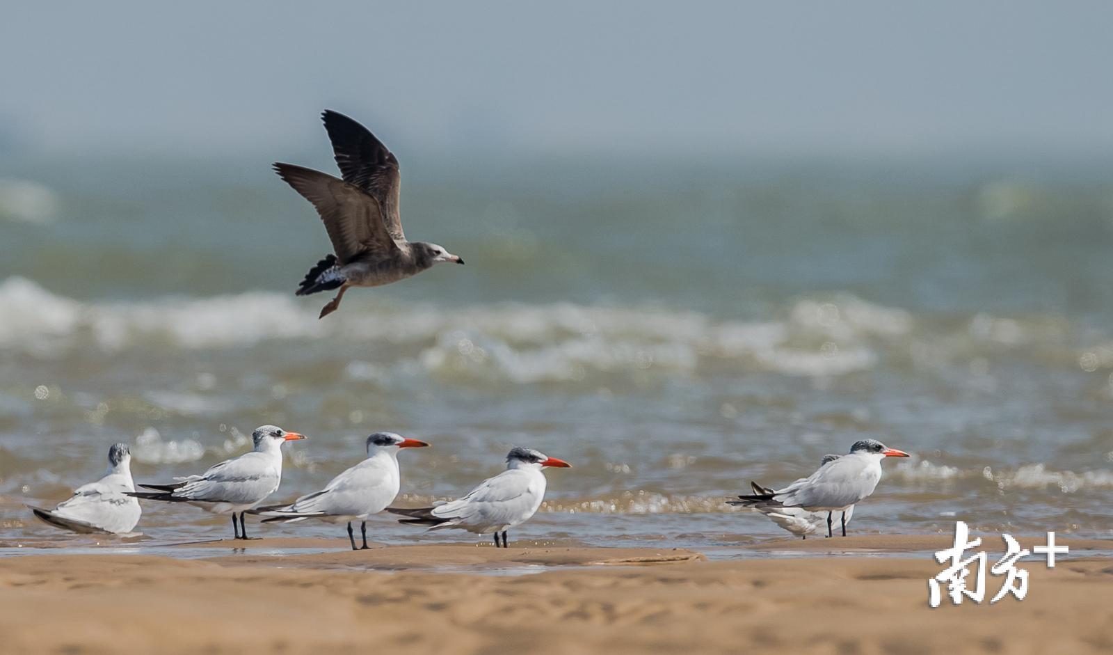 【全媒体记者】余丹