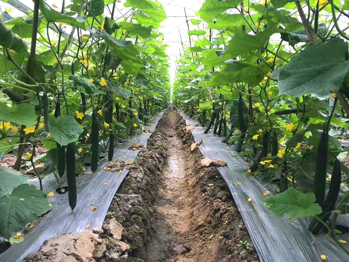 黄瓜种植基地