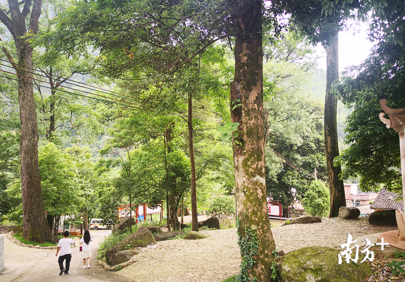 460年沉水樟200年酸枣树连州这里有个古树群