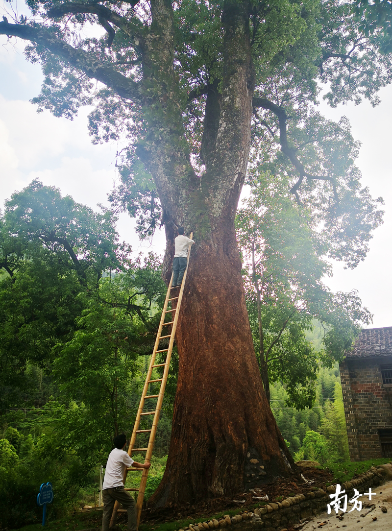 460年沉水樟200年酸枣树连州这里有个古树群