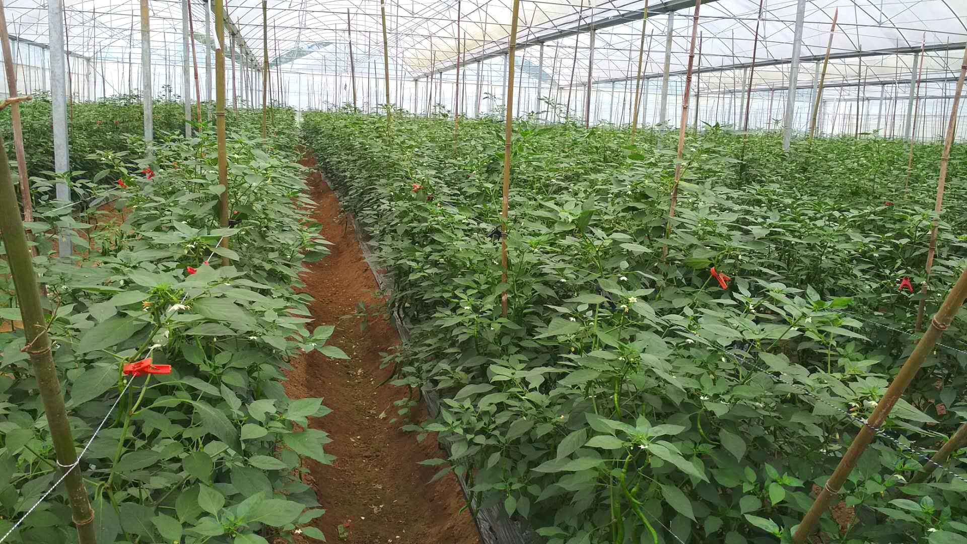 辣椒种植基地