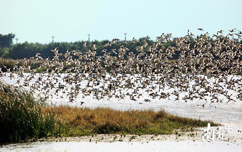 在广州最南端,南沙湿地是鸟类天堂。 摄影:符超军 在广州最南端,南沙湿地是鸟类天堂。 摄影:符超军