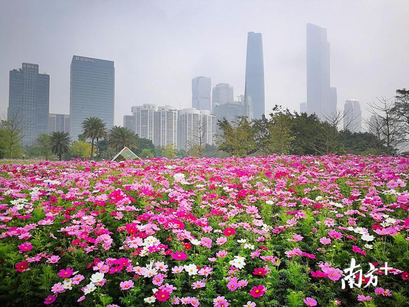 除了“千年商都”,“花城”也是广州的亮眼标签。 摄影:符超军 除了“千年商都”,“花城”也是广州的亮眼标签。 摄影:符超军
