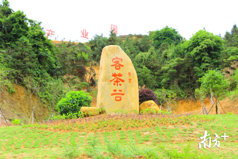 紫金客茶谷