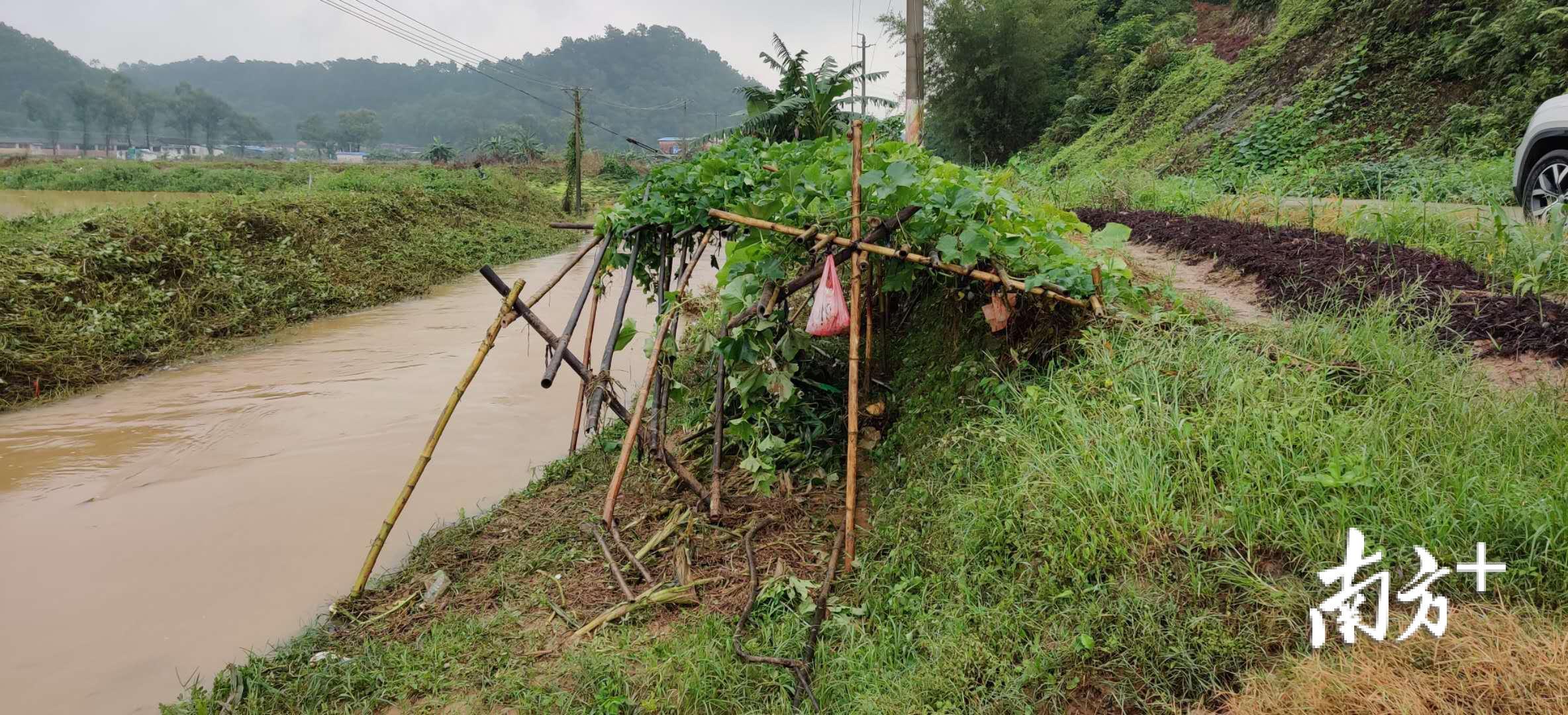 暴雨过后，天乡村内村民种植的作物出现不同程度的倒伏。