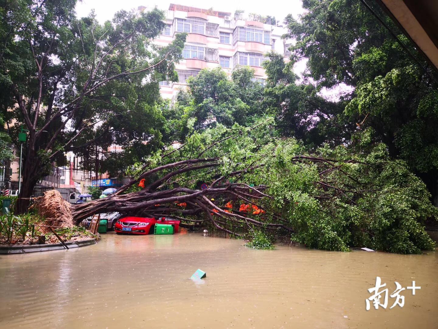 受暴雨影响，鹤山市中医院后面的街道发生水浸，一颗大树被吹倒。董有逸 摄