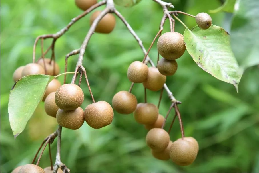 ▲图片来源 怀集发布 ▲图片来源 怀集发布