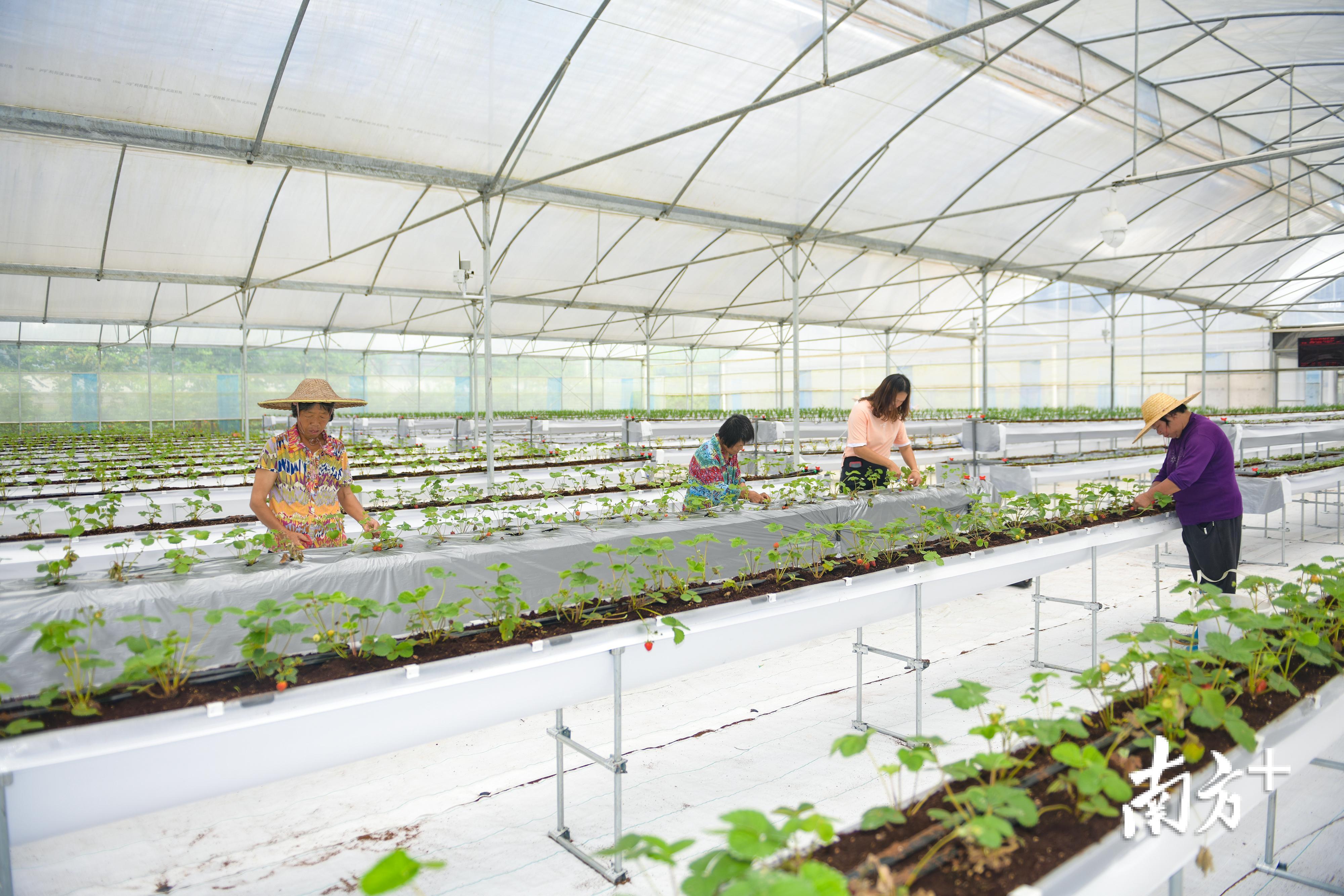 位于侯北村的华农互联休闲观光农业基地，利用大棚种植技术培育四季草莓等蔬果。