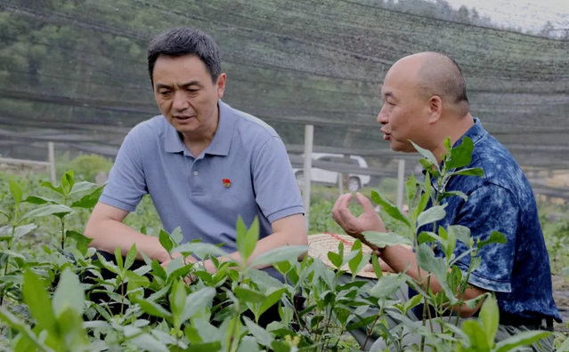 韶关市委书记李红军在乳源洛阳镇九节茶产业帮扶基地调研。